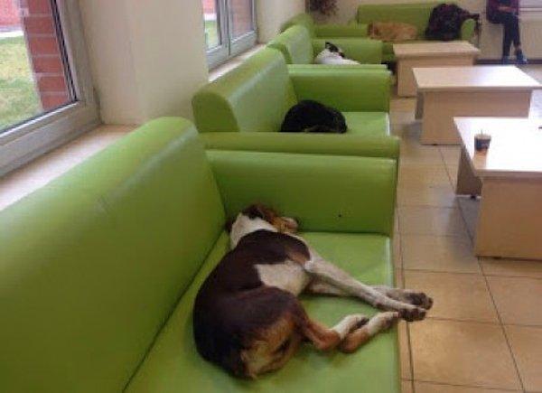16. Eskişehir Anadolu Üniversitesi öğrencilerinin, soğukta üşüdüklerini görünce koltuklarda uyumalarına müsade ettikleri köpekler.