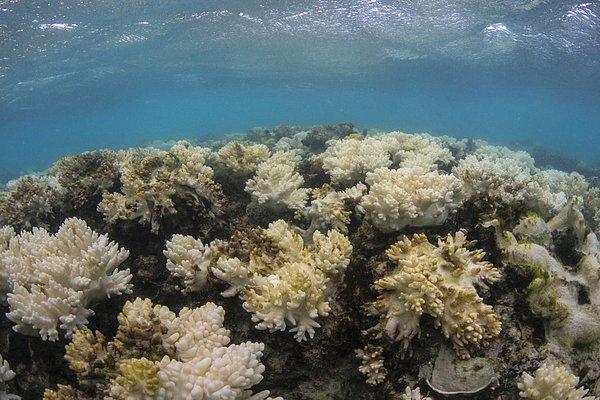 3. Avustralya'daki Büyük Bariyer Resifinin %93'ü beyazlayarak ölmüş durumda. Bu resif tarihinin en ciddi tahribatı.