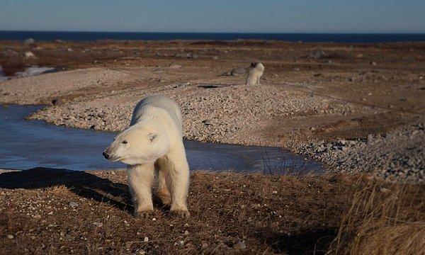 7. Arktik bölgelerdeki deniz buzulları kutup ayılarının hayatta kalabilmesi için kritik önem taşıyor. Kanada'nın Hudson Körfezi'nde son 30 yılda kutup ayısı popülasyonu %20 gerileme göstermiş durumda çünkü bölgede kış mevsiminde yeteri kadar buzul oluşmadı.