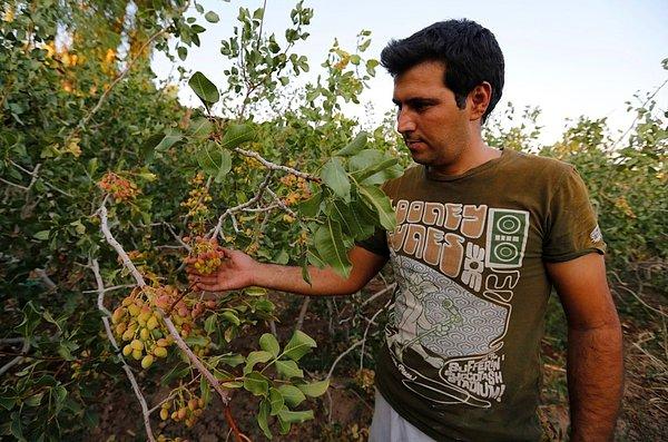 13. İran'ın en büyük ikinci ihracat kaynağı olan antep fıstığı ağaçları tuzlu su yüzünden sarardı. 17. yüzyıldan beri fıstık yetiştirilen Kerman bölgesinde bile artık hiç fıstık çiftçisi yok.