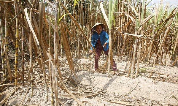 26. Mekong Deltasıdaki tarım sektörü Vietnam'ın pirinç ve diğer tahıl ürünlerinin yarısını karşılıyor. Fakat koşullar son 100 yılın en kötüsünü gördü ve tarım alanları hemen hemen kullanılmayacak halde.