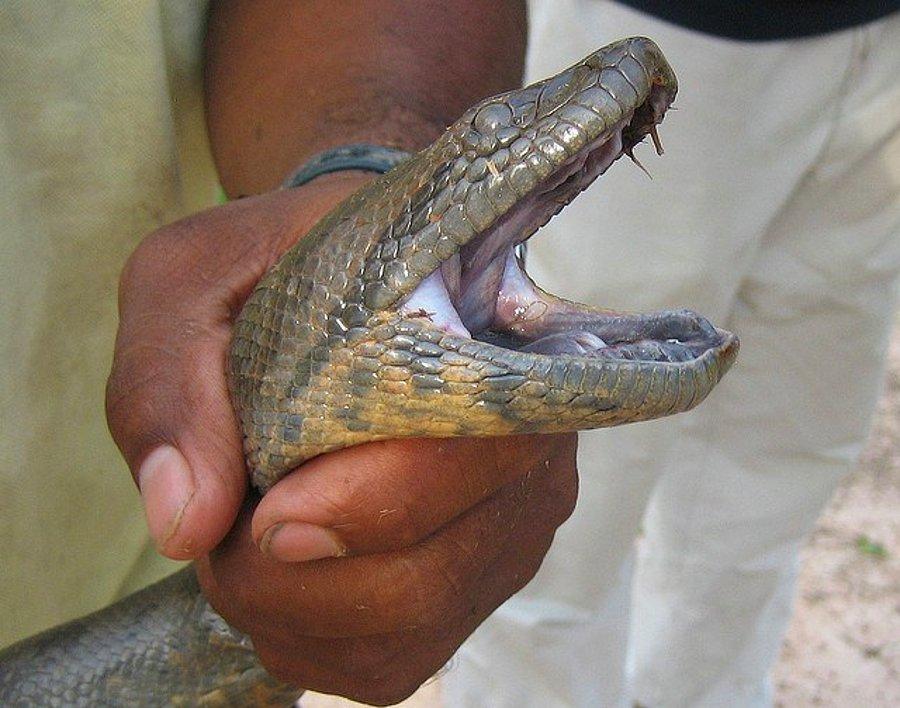Змеиные зубы. Анаконда змея. Парагвайская Анаконда зубы.