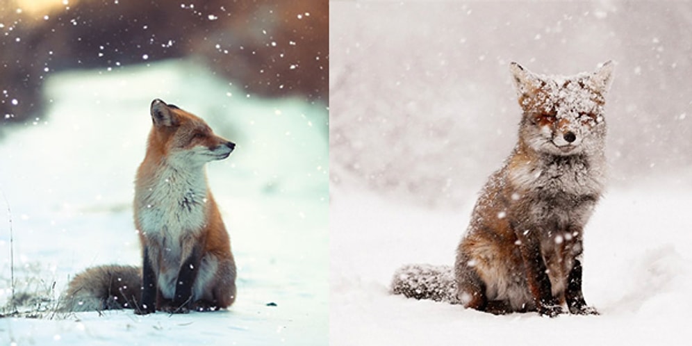 Sizi Tilkilere Aşık Edecek Hepsi Birbirinden Güzel 15 Tilki Fotoğrafı!