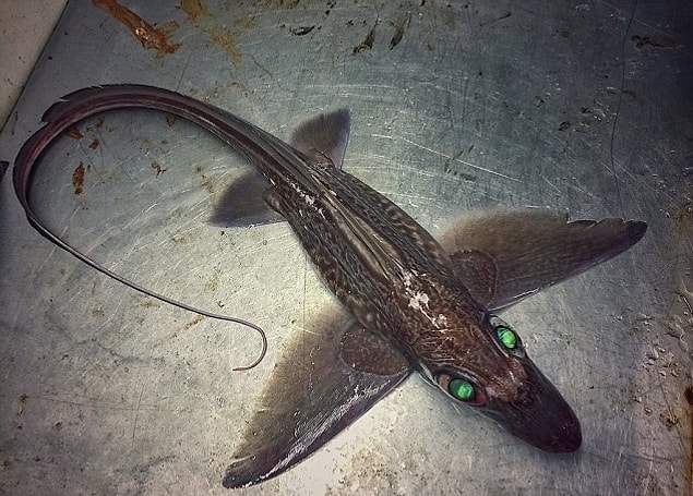 🐟😯