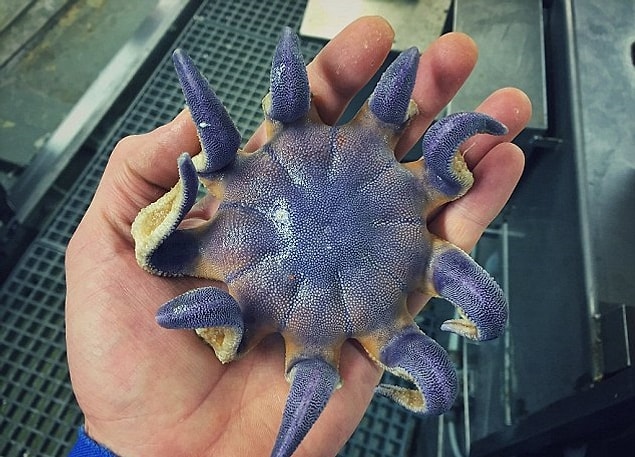 Bu biraz daha tatlı, böyle renkli renkli 👾🐠