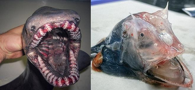 Okyanusun Derinliklerinde Yaşayan İlginç Hayvanların Fotoğraflarını Paylaşan Rus Balıkçı