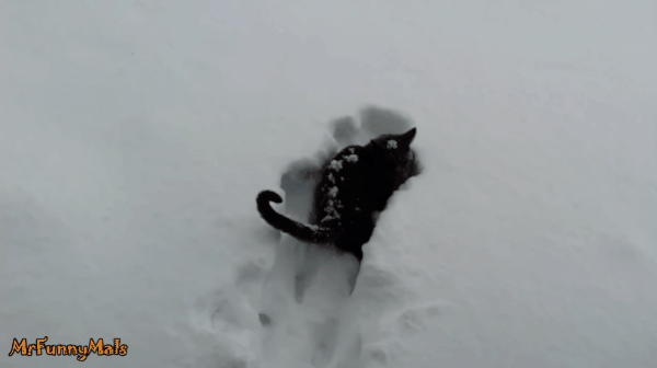 Hayatında İlk Kez Kar Gören Kedilerin Aşırı Sevimli Tepkileri