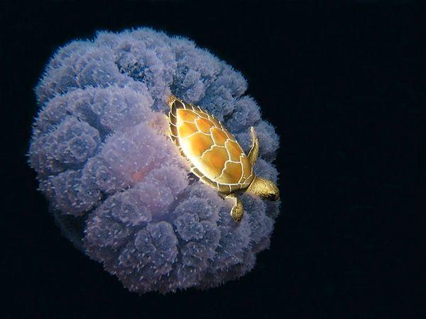 2. A turtle riding a jellyfish.