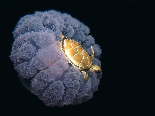 2. A turtle riding a jellyfish.