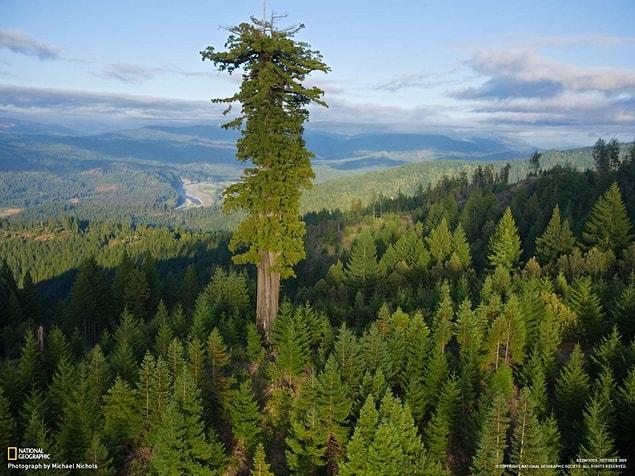 3. Hyperion, the tallest tree in the world. It’s 379 ft (115 m) tall, and approximately 700-800 years old.