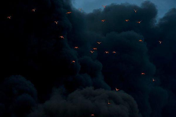 6. Birds, lit up by a fire raging below, find their way through thick black smoke.