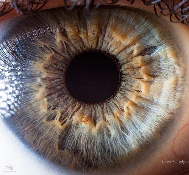 15. A close up of a human eye reveals, in remarkable detail, the structures of the iris.