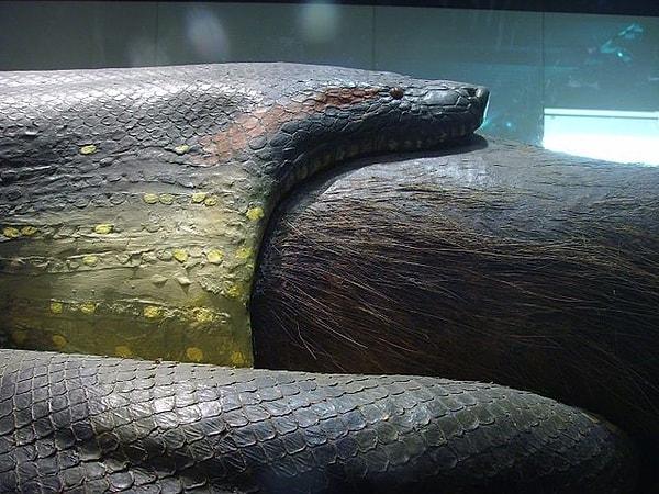 10. Dişi yeşil anakonda hamileyken beslenmiyor.
