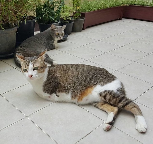 Able çok nazik bir minnoş.