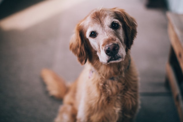 En basit açıklama olarak çoğu insan, köpeklerin çok akıllı hayvanlar oldukları için ezanın ardındaki çağrının farkına vararak buna cevap verdiklerini söylüyorlar.