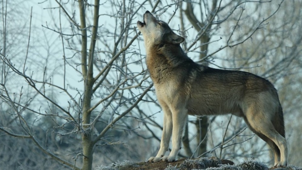 Köpekler Ezan Sesini Duyduklarında Neden Hep Birden Ulumaya Başlıyor?