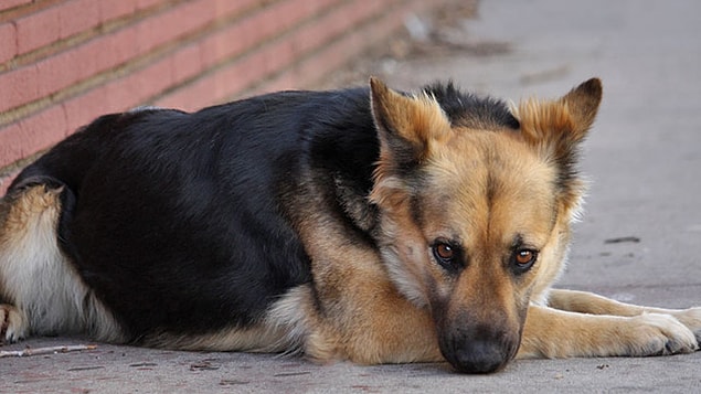 Peki köpeklerin uluyup havlamasının ardındaki bilimsel sebepler neler?