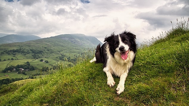 Köpeklerin duyu hassasiyetleri insanınkinden daha uç sınırlara erişebiliyor. Yani köpekler bizim duyamadığımız tiz sesleri de duyabiliyorlar.