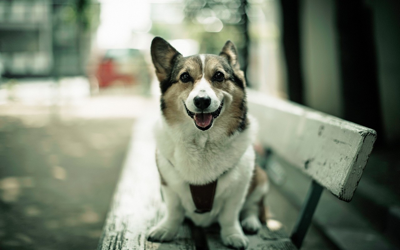 Neden köpekler Howl Bize ne anlatmak istiyorlar Neden köpekler Howl Bize ne anlatmak istiyorlar