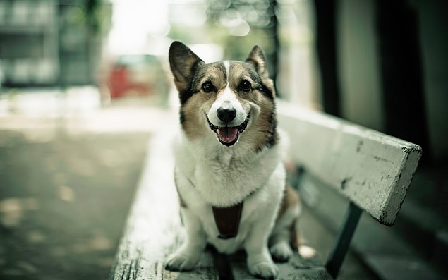 Sokak köpekleri de aynı bu deneydeki gibi gürültülü sesleri duyar duymaz kulaklarının rahatsız olacağını zannediyor olabilirler.