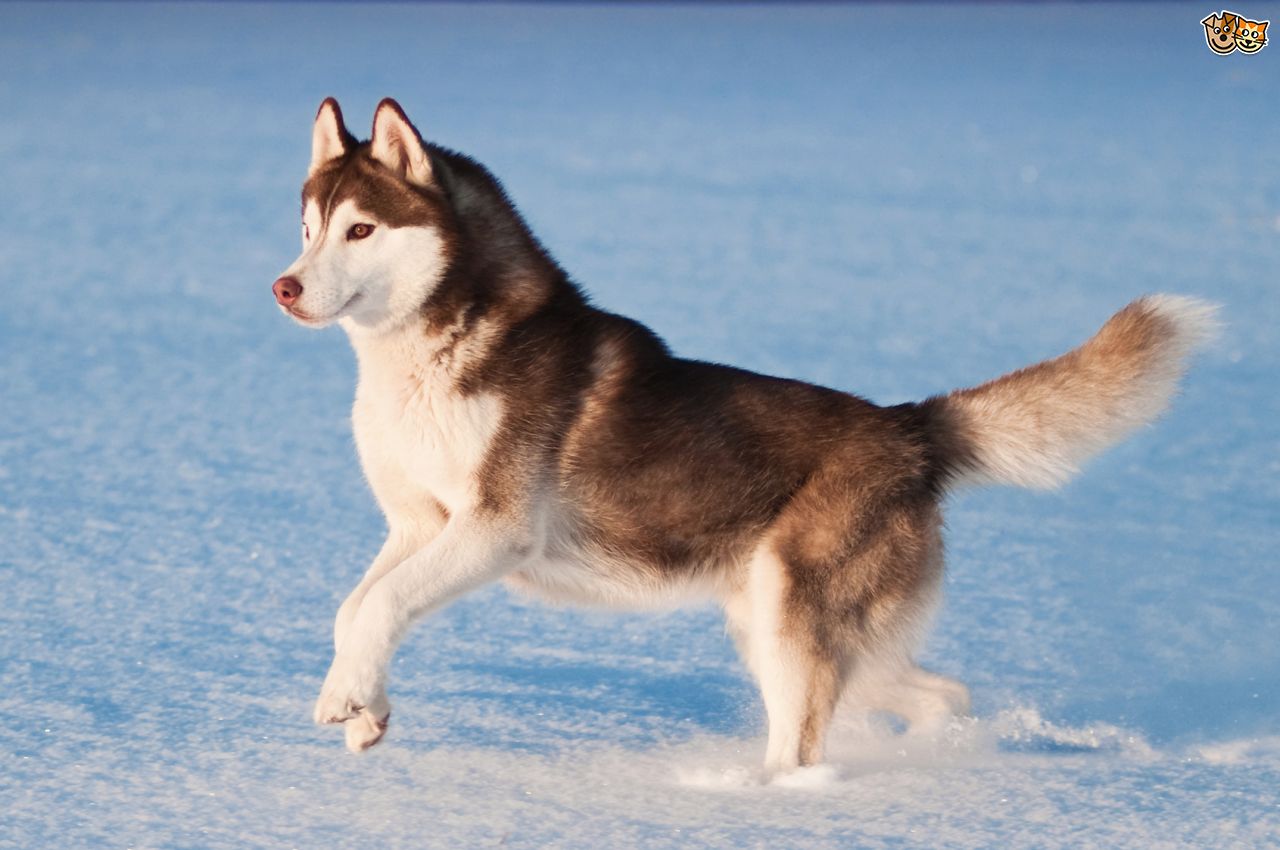 Neden köpekler Howl Bize ne anlatmak istiyorlar Neden köpekler Howl Bize ne anlatmak istiyorlar