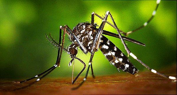 4. Zika virüsünün insanlarda beynin normal gelişimini engelleyen mikrosefali hastalığına sebep olduğu kanıtlandı.