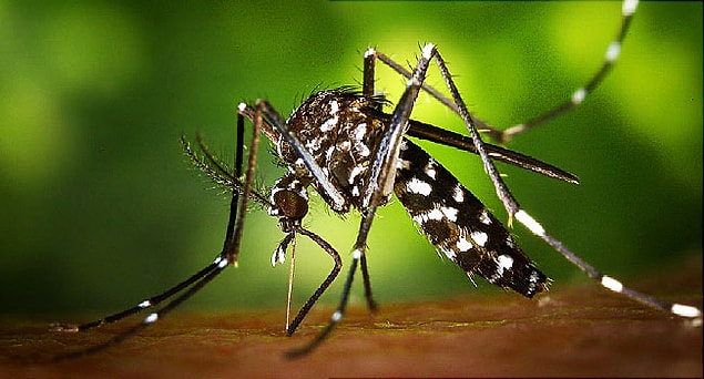 4. Zika virüsünün insanlarda beynin normal gelişimini engelleyen mikrosefali hastalığına sebep olduğu kanıtlandı.