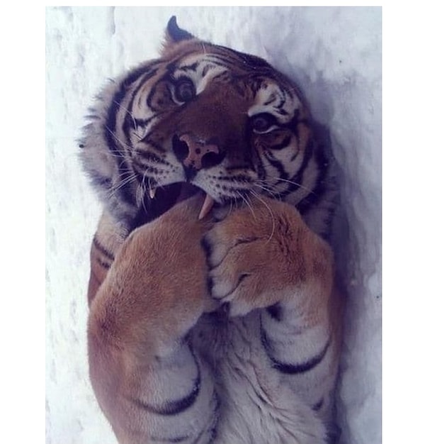 5. Милота-то какая! 🐯 😻