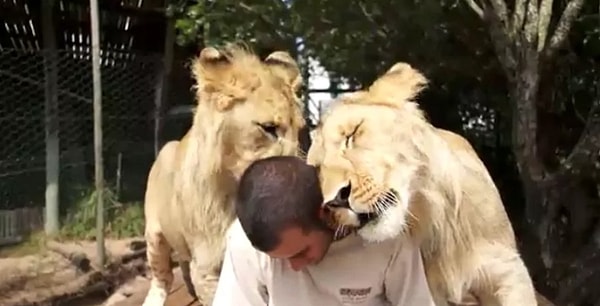 8. Большие кошки = большая любовь 💓