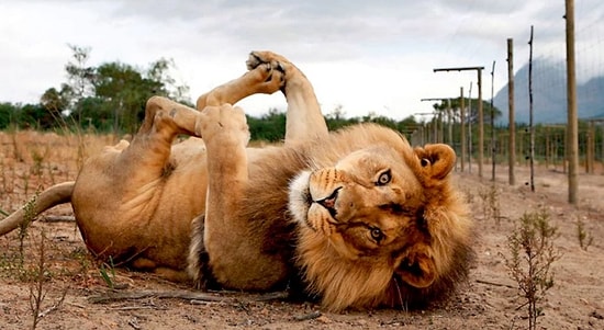 11 больших кошек, думающих, что они маленькие котята 😺