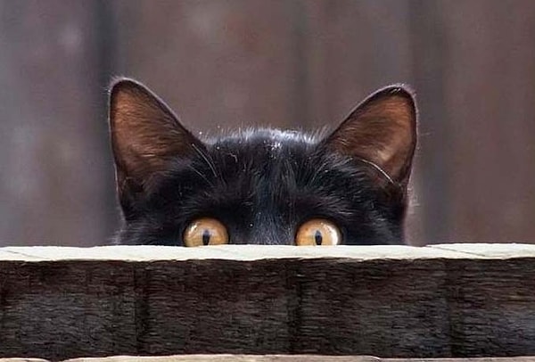 3. "Главный секрет творчества в том, чтобы относиться к своим идеям как к кошкам — просто заставьте их следовать за вами"