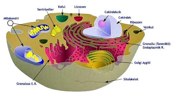 7. Fen bilgisi dersinde işlediğimiz hücrenin organelleri: Endoplazmik retikulum, lizozom, ribozom, golgi cisimciği, hücre zarı, mitokondri...