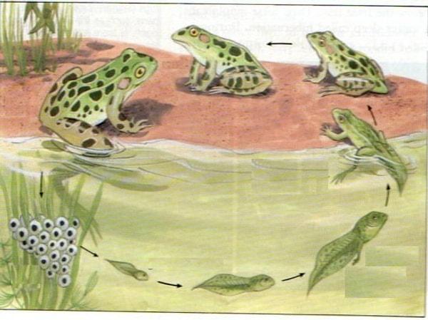 8. Yine fen bilgisi ve biyoloji derslerinde aklımızdan çıkmayan, kurbağaların başkalaşım evreleri görseli.