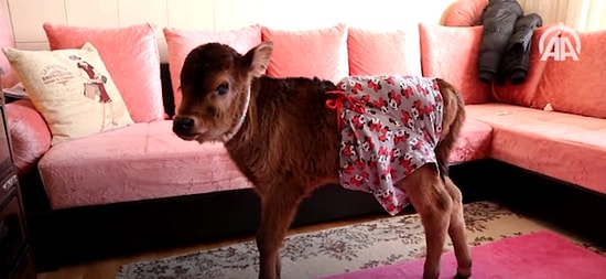 Evinde Buzağı Besleyen Kadın