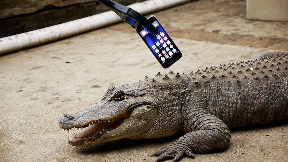 Timsah iPhone 7'yi Isırırsa Ne Olur?