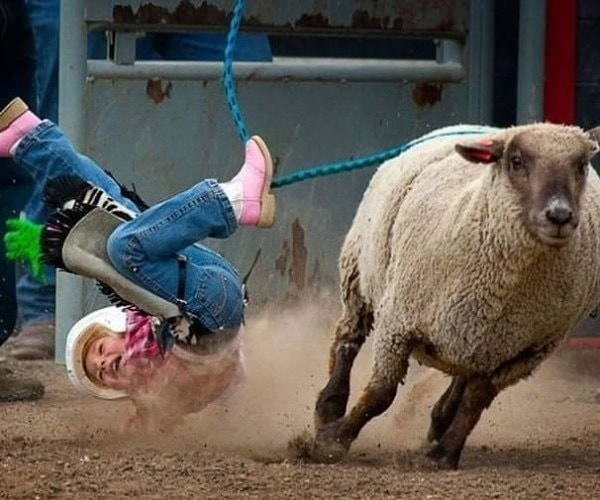 16. В этот самый момент девочка решила, что все это фермерство не для нее