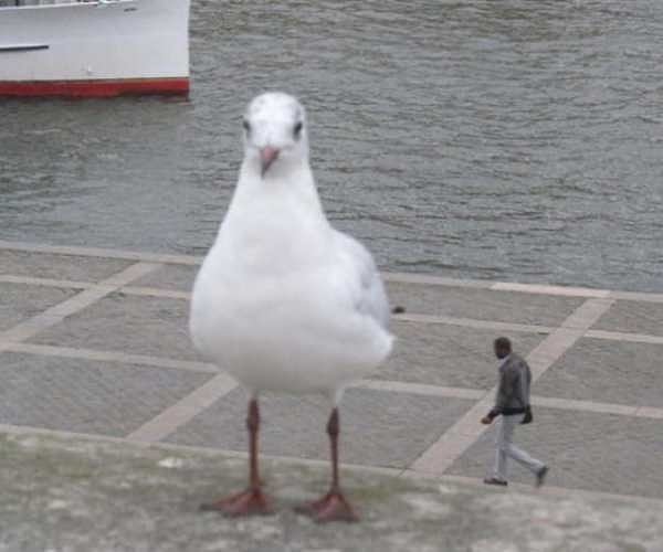 20. Спасайтесь! Это чайка-великан! И она беспощадна! Курлык!