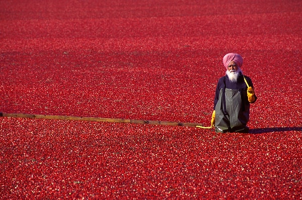 5. Сбор урожая клюквы, Канада.