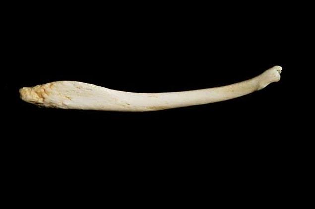The males in most mammal species, including cats, dogs, and rats, have a bone in their penis called a “baculum,” or “os penis.”