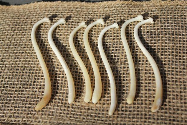 Matilda Brindle and Kit Opie from the University College London set out to reconstruct the evolutionary story of the baculum, by tracing its appearance in mammals and primates throughout history.