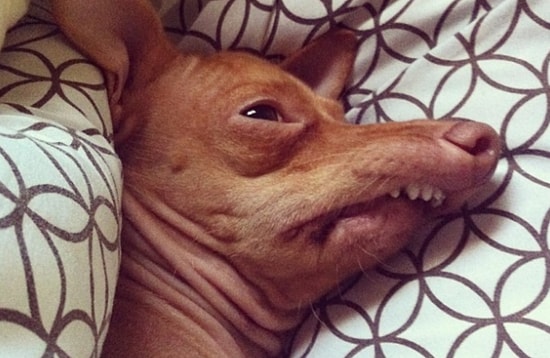 16 собачьих фото, глядя на которые вы скажете "Это я 1-го января!"