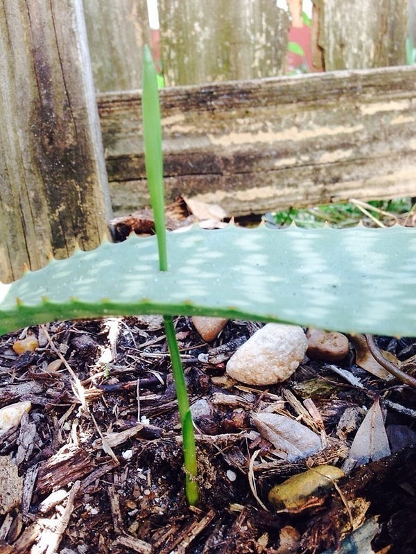 15. Не знаю как вы, а я восхищен этим ростком. Как он смог пробить такой толстый лист?