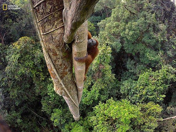 3. İncirin çekiciliğine dayanamayan bir Bornean orangutanı 30 metre yüksekliğe tırmandı.