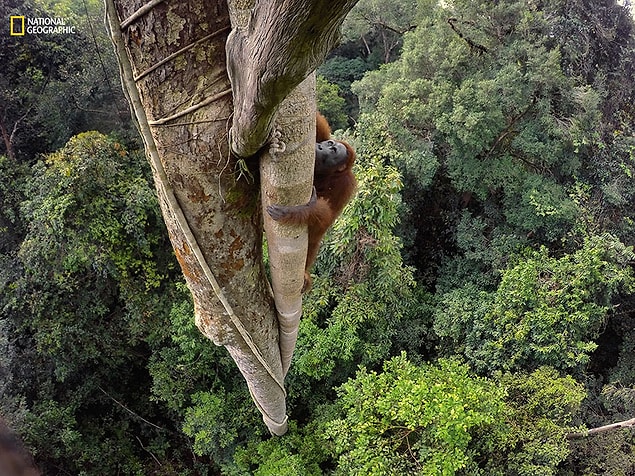 3. İncirin çekiciliğine dayanamayan bir Bornean orangutanı 30 metre yüksekliğe tırmandı.