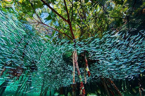 6. Gümüş balıkları, yırtıcıların kafasını karıştırmak için mercan kayalıklarında fırıl fırıl dönüyorlar.