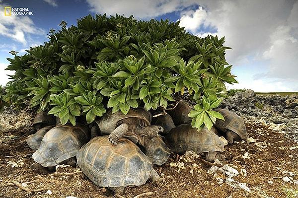 10. Bu kaplumbağalar ise çok uzun süre sıcakta kalırlarsa kabuklarının içinde pişecekleri için korunacak bir yer arıyorlar.