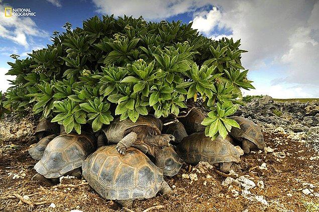 10. Bu kaplumbağalar ise çok uzun süre sıcakta kalırlarsa kabuklarının içinde pişecekleri için korunacak bir yer arıyorlar.
