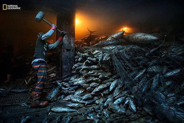 45. Filipinler'de donmuş ton balıklarını çözmeye çalışan bir işçi.