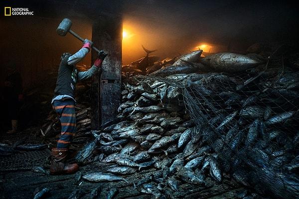 45. Filipinler'de donmuş ton balıklarını çözmeye çalışan bir işçi.