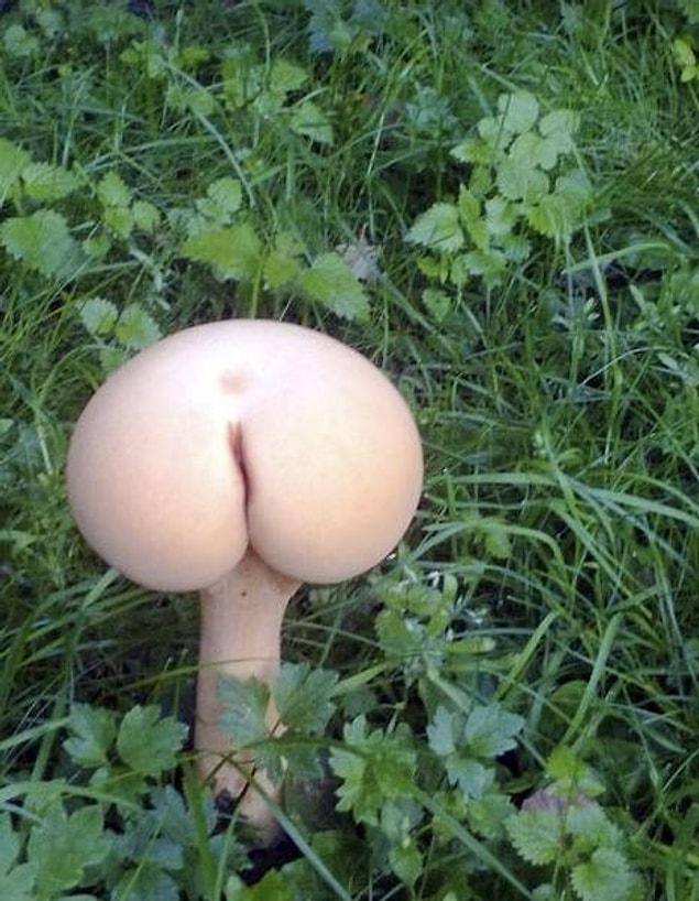 1. This little perfectly round... mushroom.